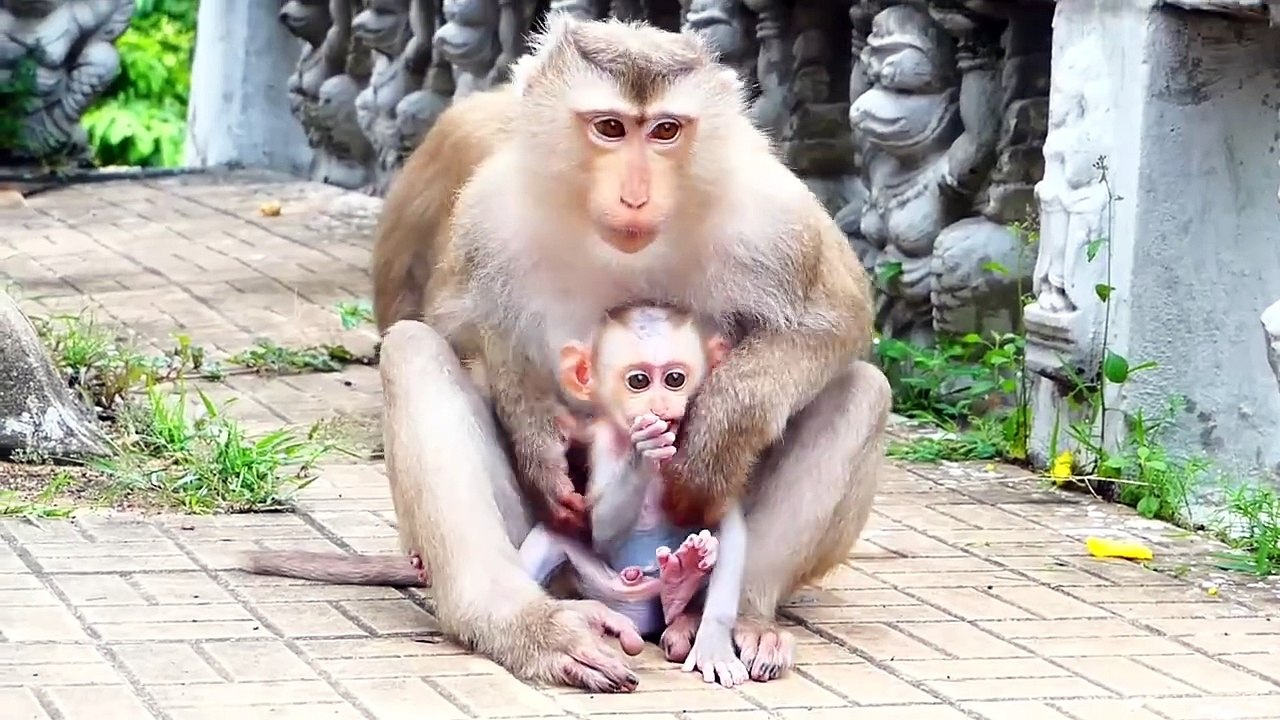 Young mom Moly reject Money baby to eat plastic tube, Moly try to take it out by mouth (720p_25fps_H264-192kbit_AAC)