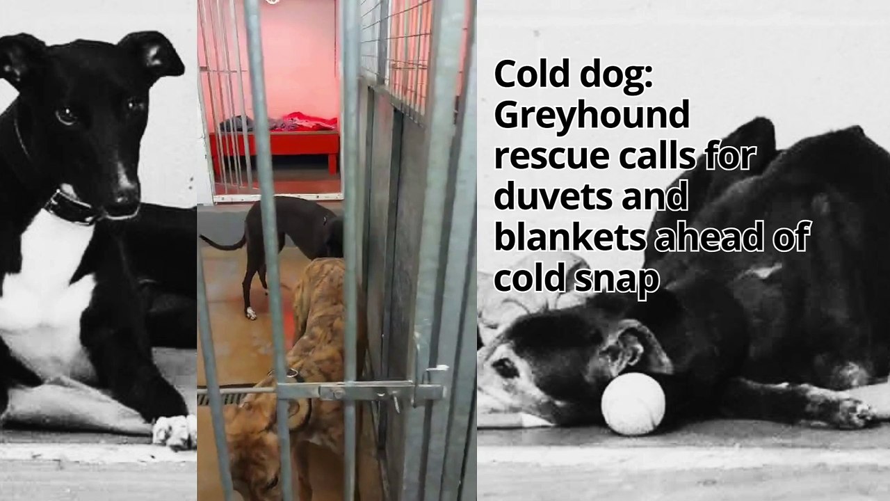 Cold dog: Greyhound rescue calls for duvets and blankets ahead of cold snap