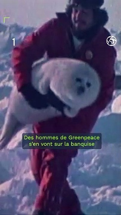 Terre-Neuve, 1983 : quand Greenpeace sauve des phoques de la chasse