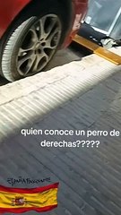 Vean al perro de derecha que se volvió viral en las redes por ladrar cuando escucha el nombre de Pedro Sánchez