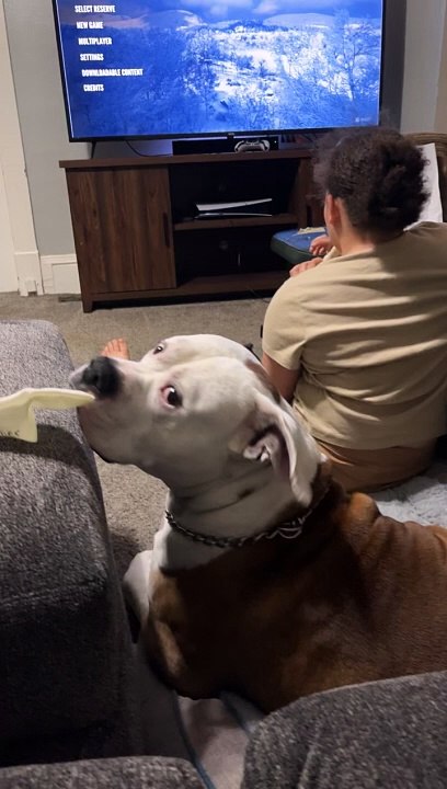 Doggo Tormented By Recorder Performance