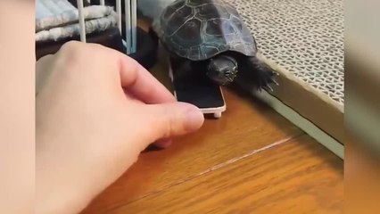 Una tortuga descubre que puede ir más rápido con un monopatín y se hace viral