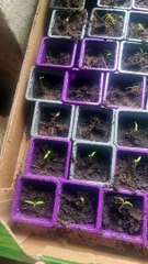 Room tour du potager Ep1 (Exclusivité Dailymotion)