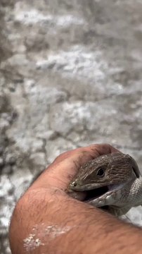 animalescalaveraa Se ha quedado a gusto #animales #wildlife #lagarto #rescate Send #rescateanimal #efectostrampa #viral #instagram #reels less