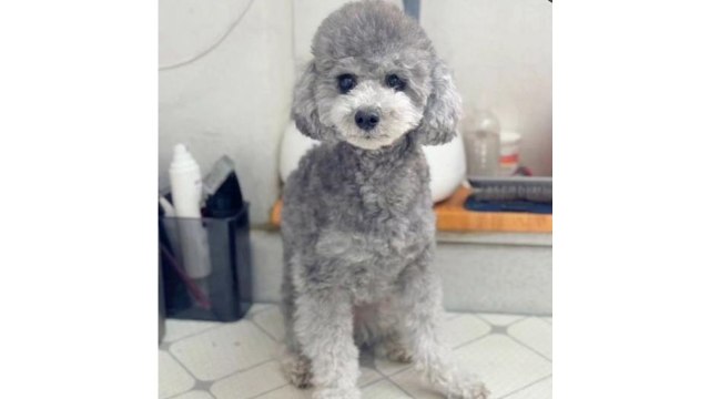 아파트 9층에서 강아지 2마리 던져 ...40대 주민 수사 / YTN