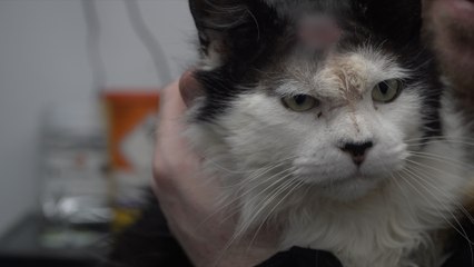 Kent third highest for animals harmed by litter in UK