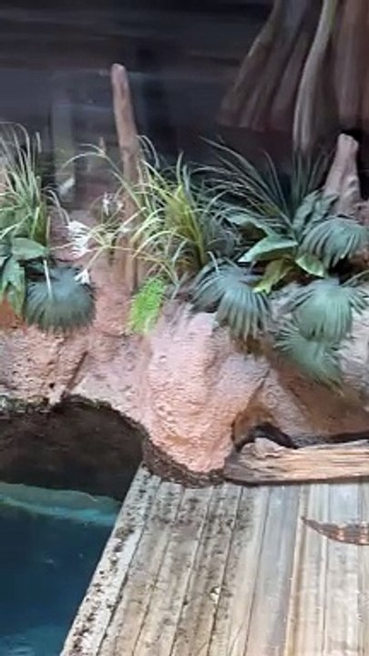 Alligators Cuddle at Georgia Aquarium