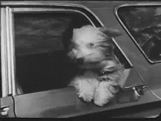 1963 Gaines-Burgers TV commercial TALKING DOG
