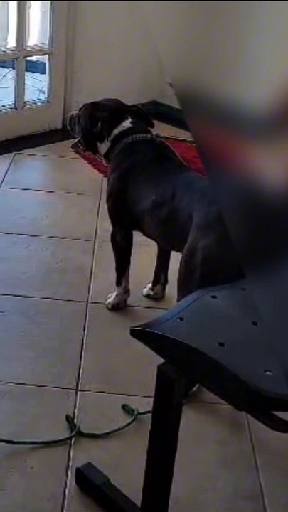 Cão pitubull sem focinheira causa medo na Prefeitura de Penha