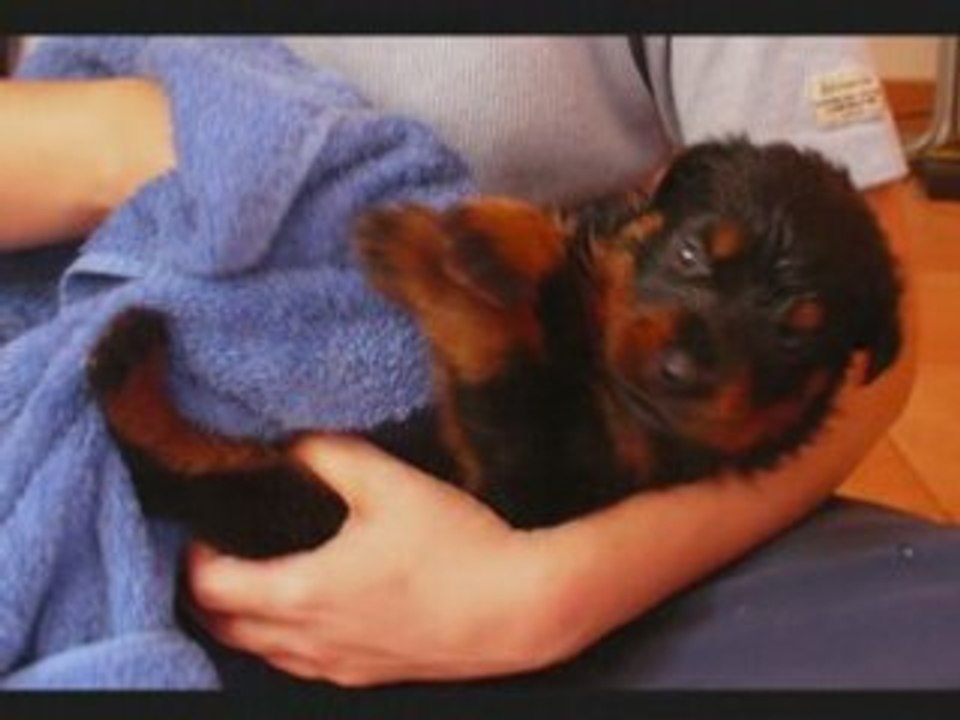 PREMIERS MOIS DE MON ROTTWEILER