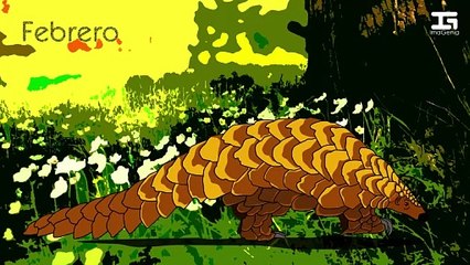 Febrero 20 - Día mundial del pangolín