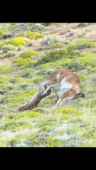 مشاهد من عالم الحيوان