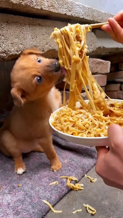 #cute #dogs #sweetpets