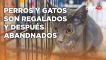 El abandono animal en México suma más de 27 millones de perros y gatos sin hogar