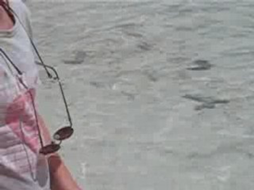 03.04.08 Requins lagon bleu