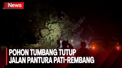 Imbas Pohon Trembesi di Pantura Pati Tumbang, Arus Lalin Tersendat