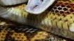 Localizaron una serpiente de dos metros en la colonia Colinas de Huentitán de Guadalajara