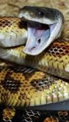 Localizaron una serpiente de dos metros en la colonia Colinas de Huentitán de Guadalajara