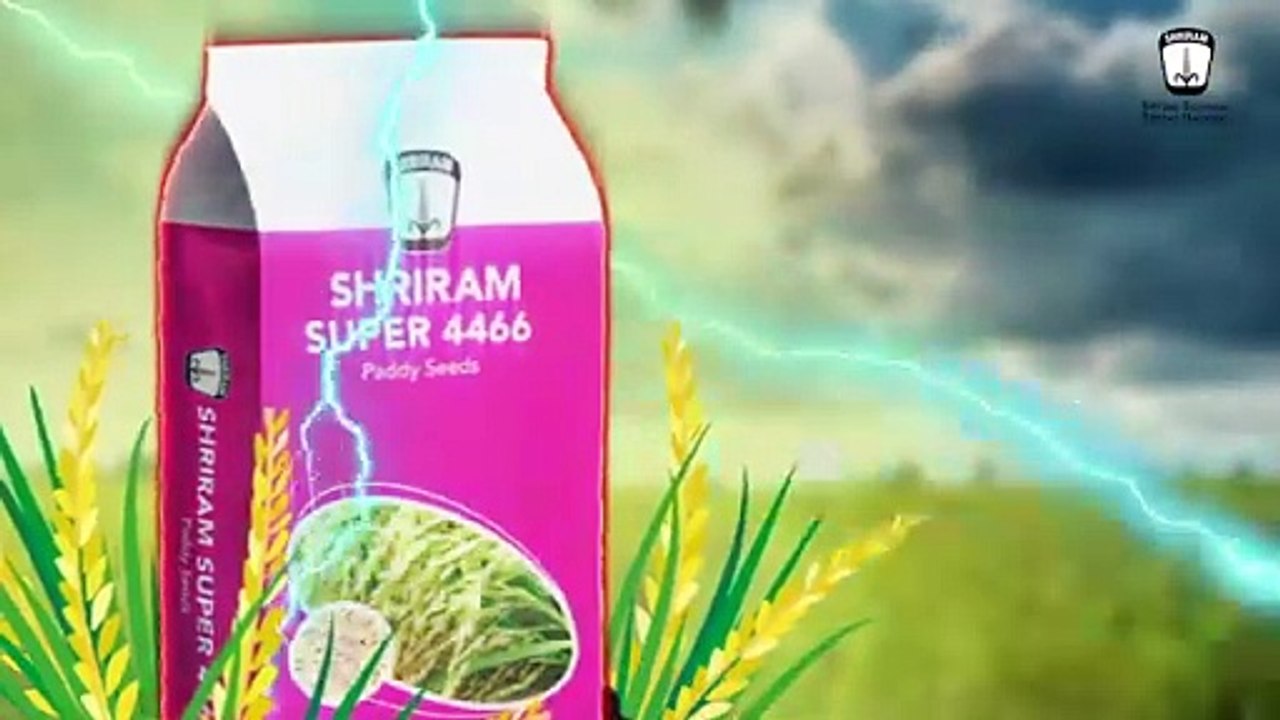 Modern Paddy Seed Shriram Super 4466 - Preferred Choice of Farmers in Uttar Pradesh