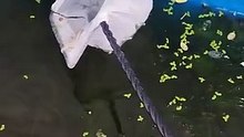snails