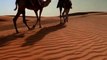 Camel ride at dubai desert safari