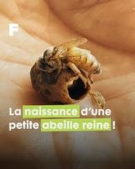 L'incroyable éclosion d'une abeille Reine : un instant captivant dans les mains d'un apiculteur !