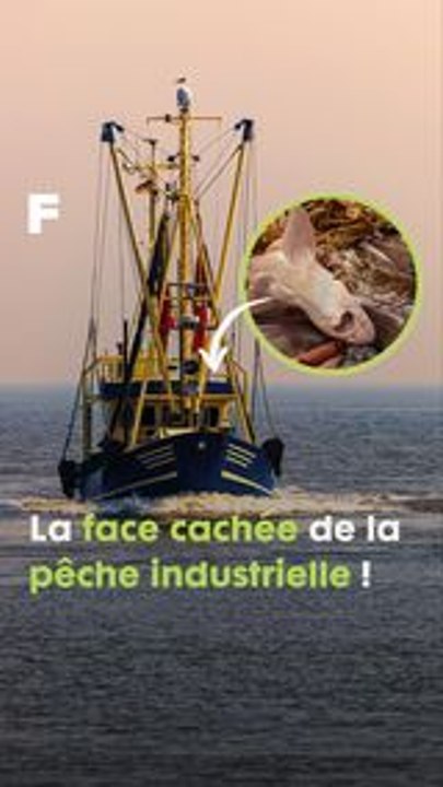 La face cachée et dramatique de la pêche industrielle. #science #climat