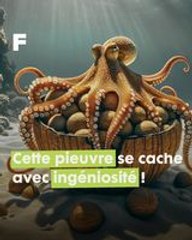 La pieuvre noix de coco : l'ingéniosité inégalée dans le monde animal !