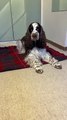 Bonnie Spaniel Is Ready For Bedtime Stories