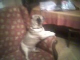 güzel köpek hayvanlar alemi