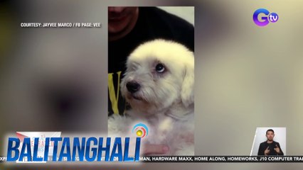 Alagang aso, naiinis sa tuwing naririnig ang salitang "ligo" | BT
