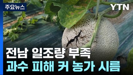 "애써 키웠는데"...전남, 일조량 부족에 과수 피해 '울상' / YTN
