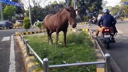 नागरथ चौक का यह दृश्य अपनी कहानी खुद बता रहा