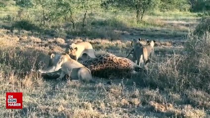 Dişi aslan sürüsü zürafayı avladı