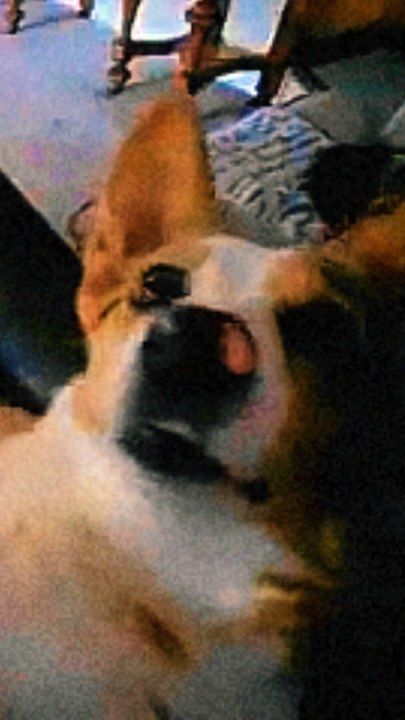 Cute dogs