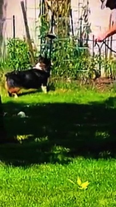 Funny dogs video
