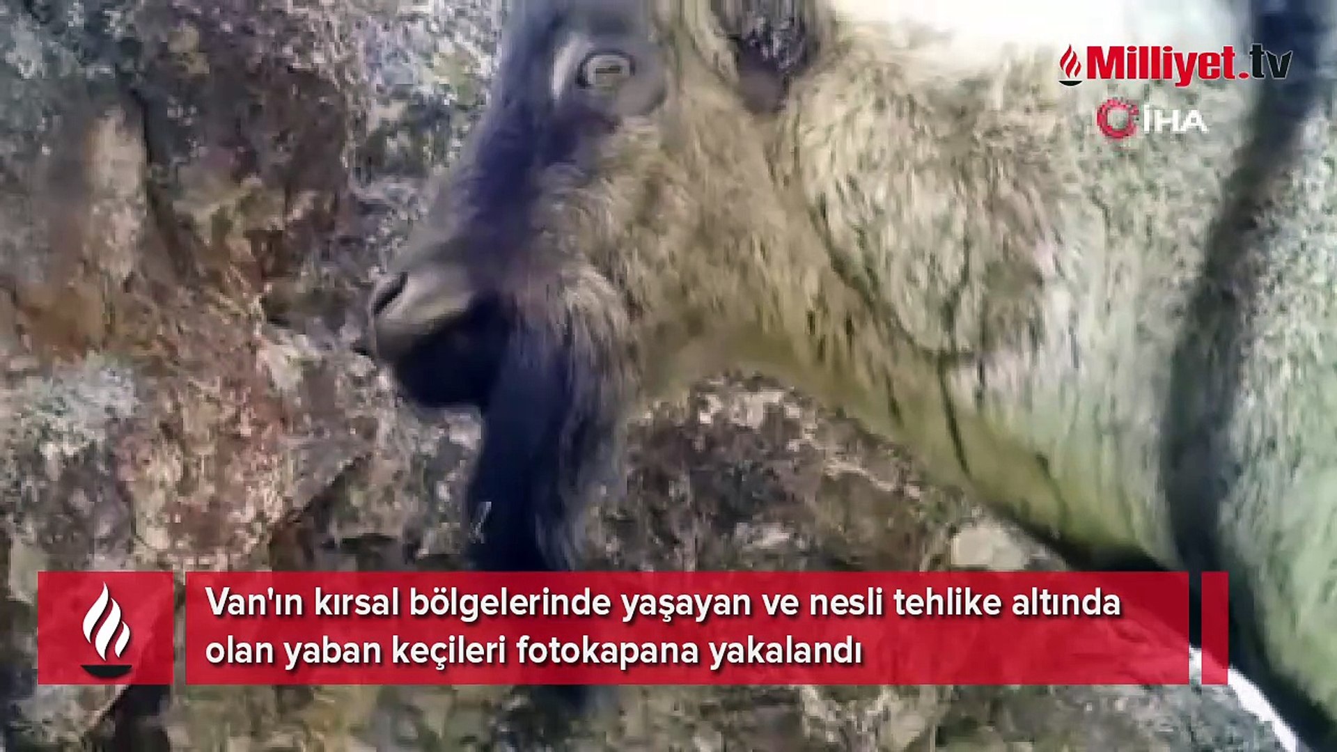 Yaban keçileri fotokapana yakalandı
