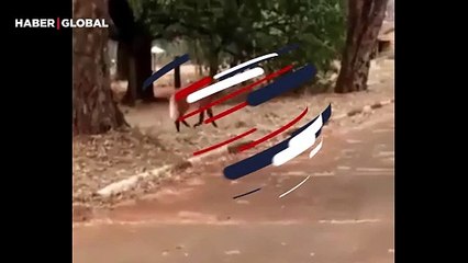 Görünüşü kafaları karıştırdı, yeleli kurt şaşırttı