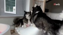 Elle fait une surprise à ses chiens : en la découvrant, les Huskys ne savent plus où donner de la tête