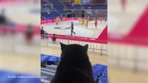 Watch: Serbian cat loves the Euroleague!
