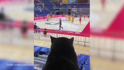Watch: Serbian cat loves the Euroleague!