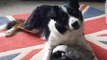 'Britain's smartest dog': Border Collie knows all the names of his 231 toys
