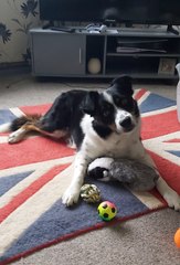 'Britain's smartest dog': Border Collie knows all the names of his 231 toys