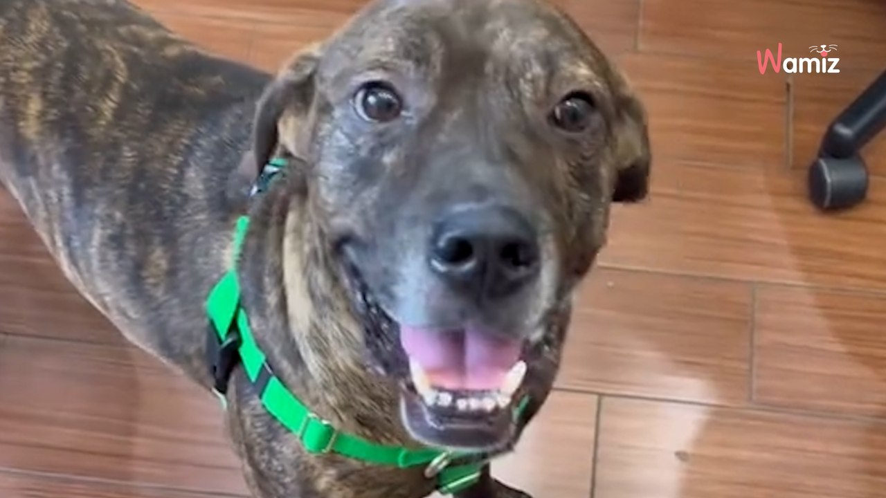 Le refuge filme un chien qui sort de son box pour rejoindre son adoptant : sur le chemin, sa joie est contagieuse !