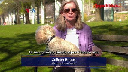 Bahaya Legalisasi Ganja di AS Bagi Hewan