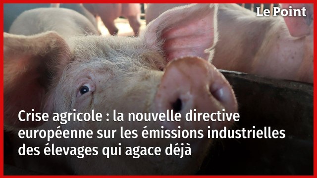 Crise agricole : la nouvelle directive européenne sur les émissions industrielles des élevages qui agace déjà