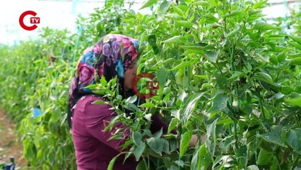 Çiftçiye gübre desteği bayinin veresiye defterinden