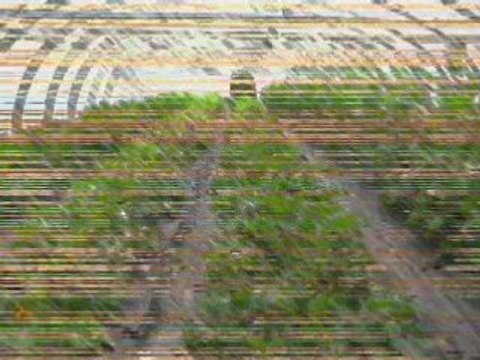 Fraise en Algerie PrFraise en Algouadfel djillali Mostaganem