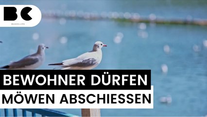 Drastische Maßnahmen: Dänische Stadt erlaubt Abschuss von Möwen!