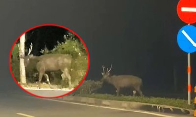 Nai xuất hiện ven đường ở Cần Giờ, nghi sổng chuồng từ 2 năm trước